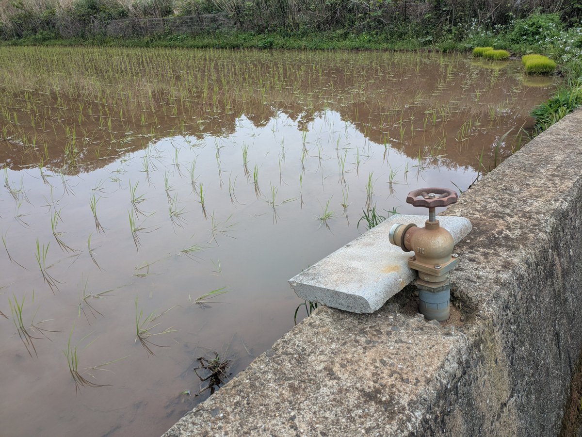 田んぼ用具 農業土木：田んぼの減勢工（観察地＝長崎県小値賀町・小値賀島） 写真