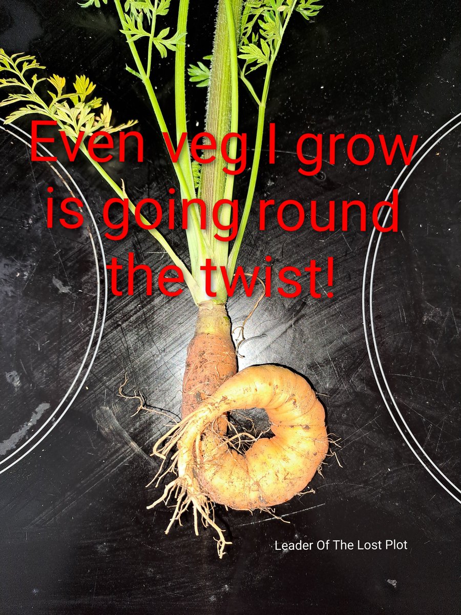 LOTLostPlot's tweet photo. Even the veg I'm growing is going round the twist! 🤪

#mentalhealthcarer 
#gardening
#gardeningformentalhealth https://t.co/ANQWxhrviK