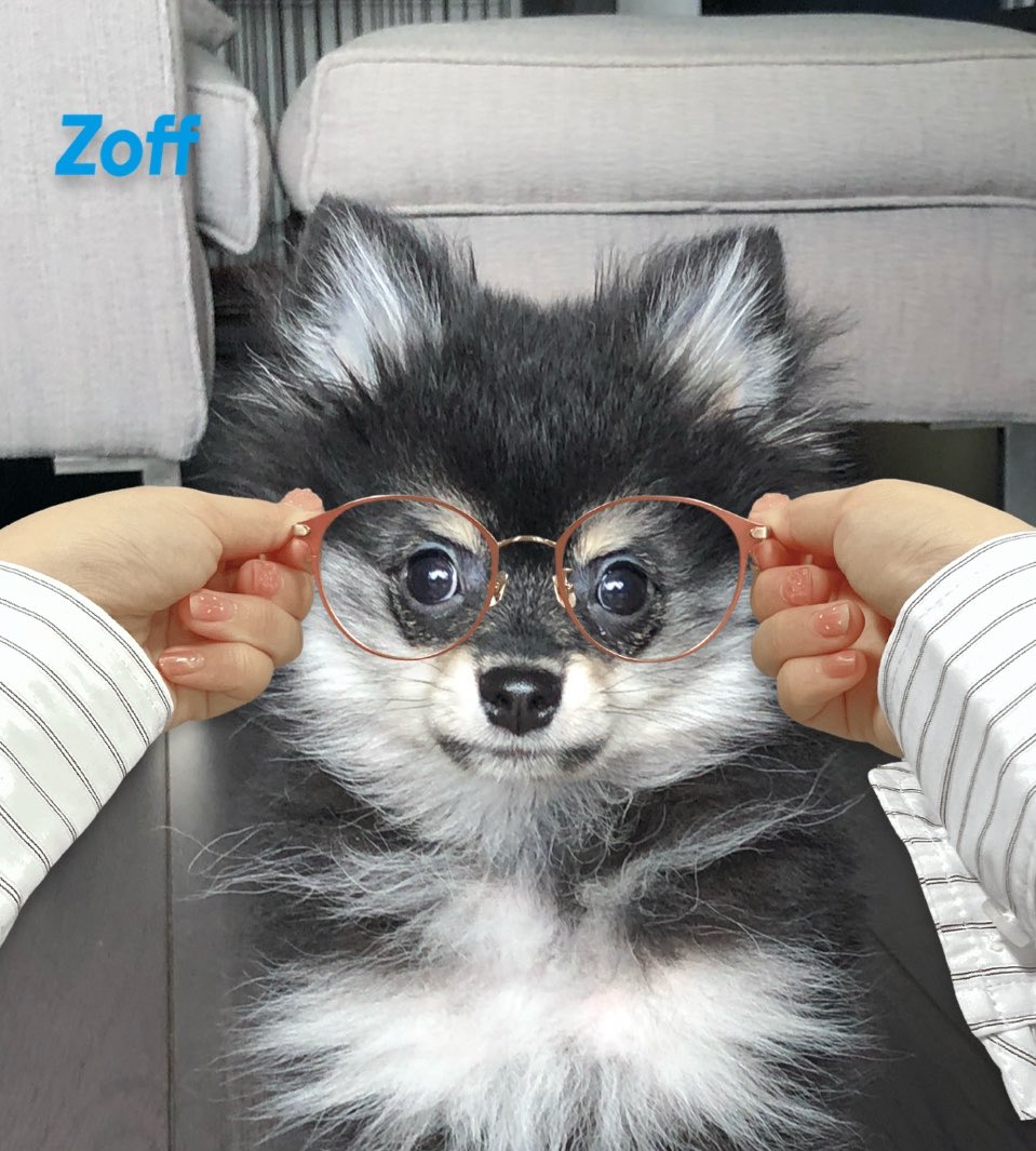 puppy時代で愛犬の日🤓🐵 #zoff #愛犬の日