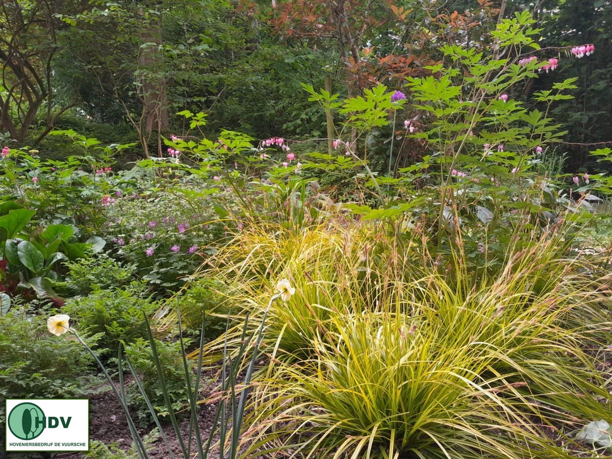 HenkHDV's tweet photo. Druk bezig geweest met inplanten vorig jaar en kijk nu eens hoe de tuin erbij ligt.
#hoveniersbedrijfdevuursche #beplantingsplan https://t.co/DD0klCL5RK