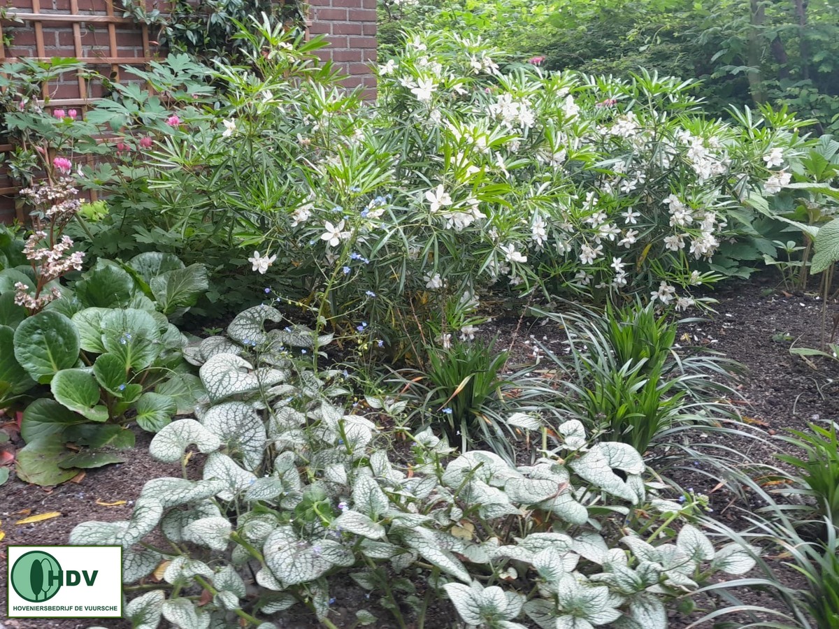 HenkHDV's tweet photo. Druk bezig geweest met inplanten vorig jaar en kijk nu eens hoe de tuin erbij ligt.
#hoveniersbedrijfdevuursche #beplantingsplan https://t.co/DD0klCL5RK