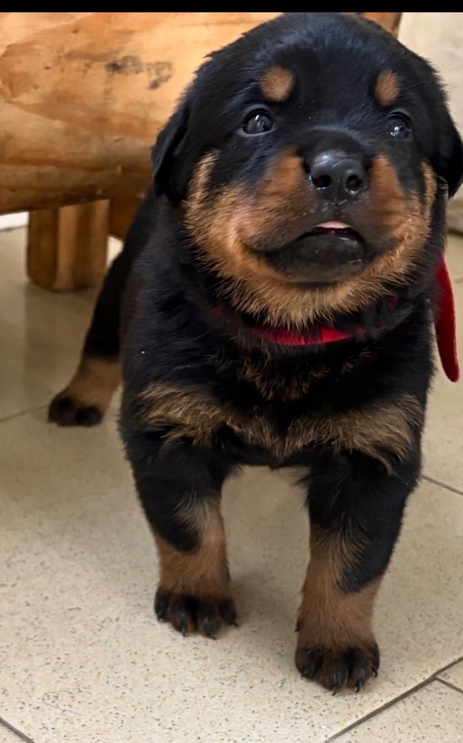 baaaaps's tweet photo. Je vends cette magnifique portée de chiots Rottweiler déjà vacciné.
Parent Mâle importé de France.
Vidéo des parents disponible

Prix : 400k Fcfa
Téléphone 📞 : 710091095

#RTApprecié https://t.co/SpwBm4fI6A