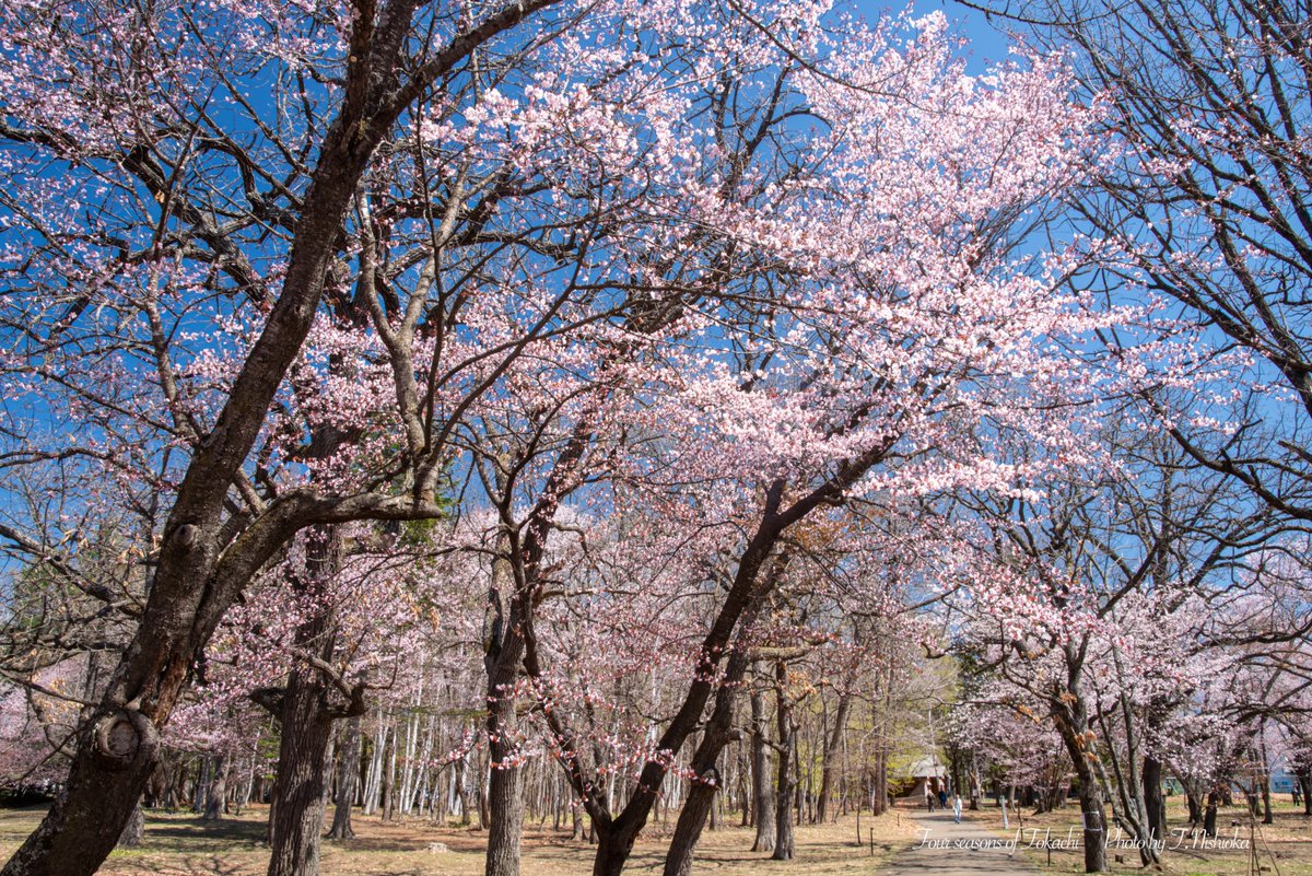 nishi@北海道十勝の風景写真 tweet media
