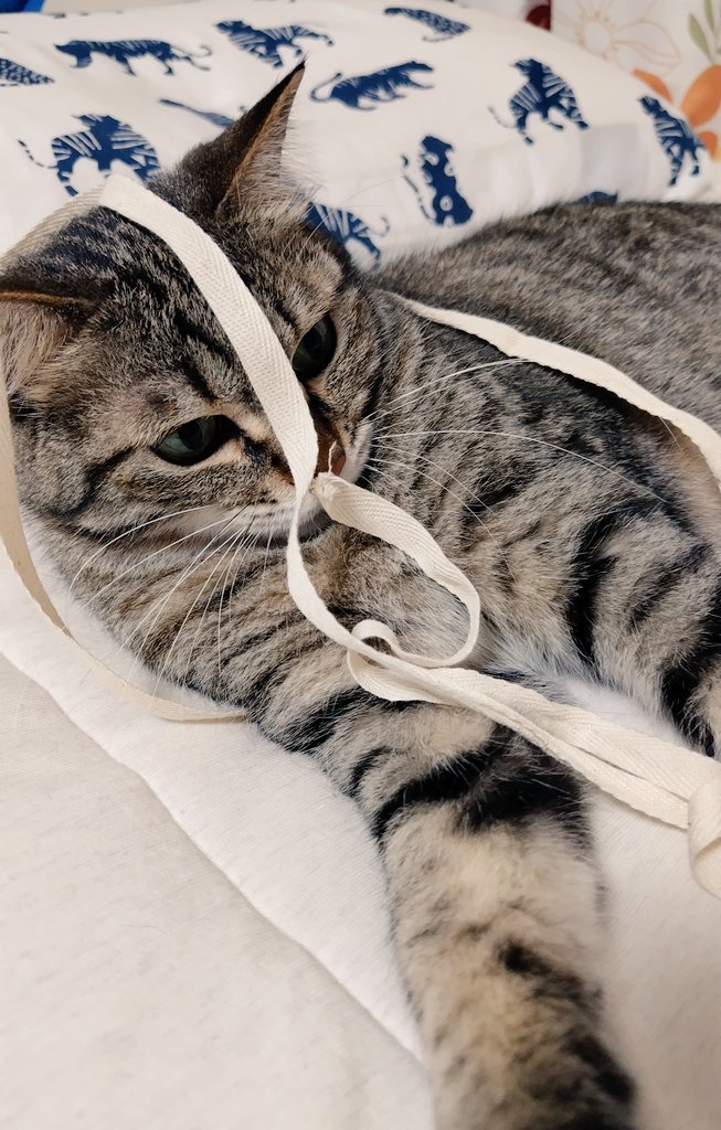 ゴロー🐾 (@cat_56chan) / Posts / X