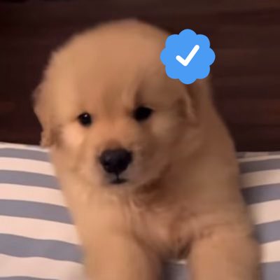 takemybear 🐶 tweet media