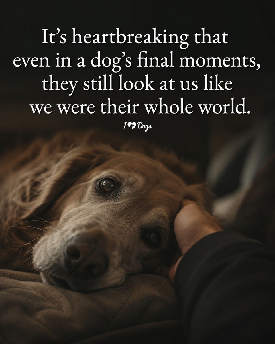 𝕏 Dogs tweet media