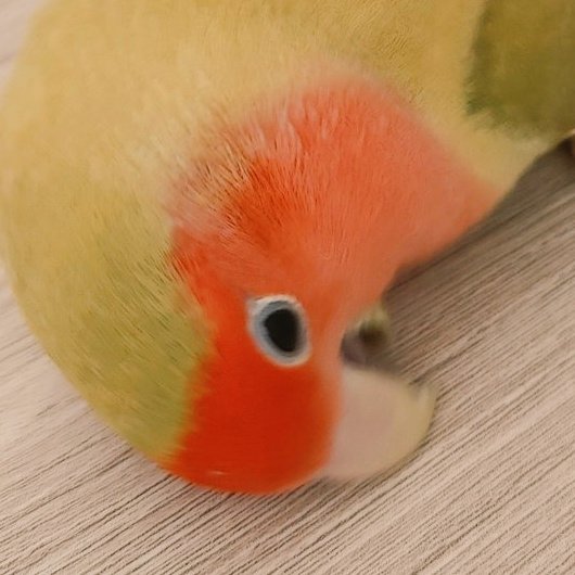 MANGO🥭🐥 Birbtuber ✨ tweet media