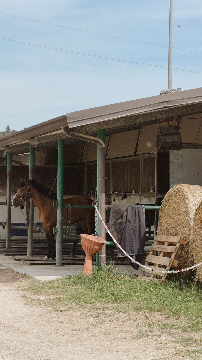 ErasmusALJUVE's tweet photo. Los alumnos del @santiagoapostol ya se han incorporado al trabajo en un centro hípico 🐴
Disfrutar mucho chicos!!!!!

#erasmus #ayuntamientodealmendralejo #almendralejoempresarial #italiani https://t.co/C4axFvEaqb