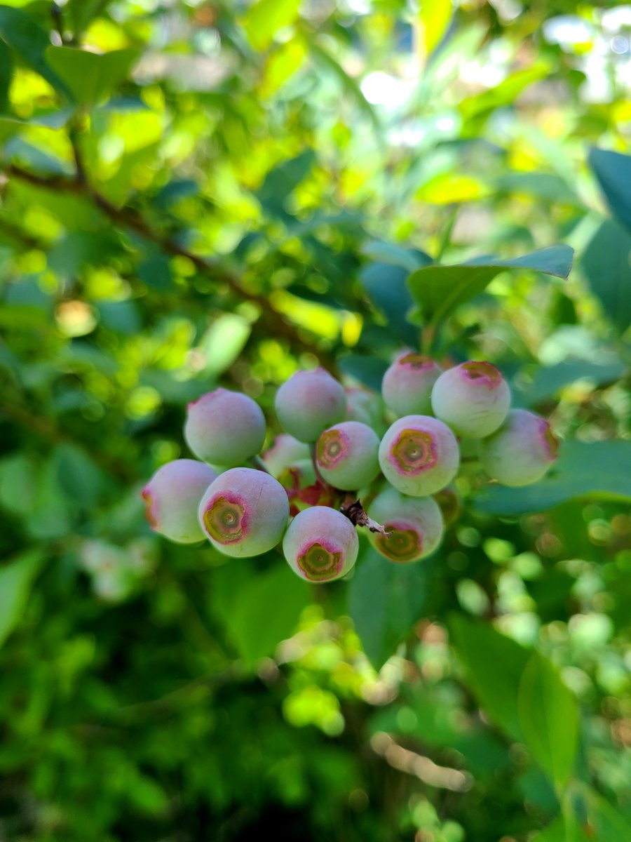 Tweet image