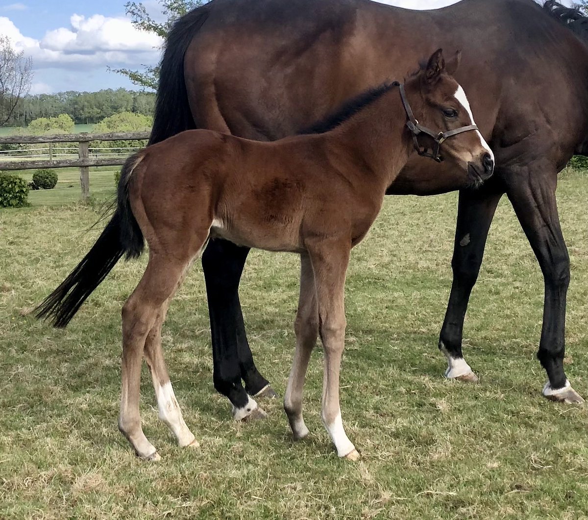 TimNuthurstFarm's tweet photo. Same foal by @Coolmorestud Henry Longfellow but a fortnight old now. Nothing gone wrong yet! https://t.co/f1R2DUgaIO