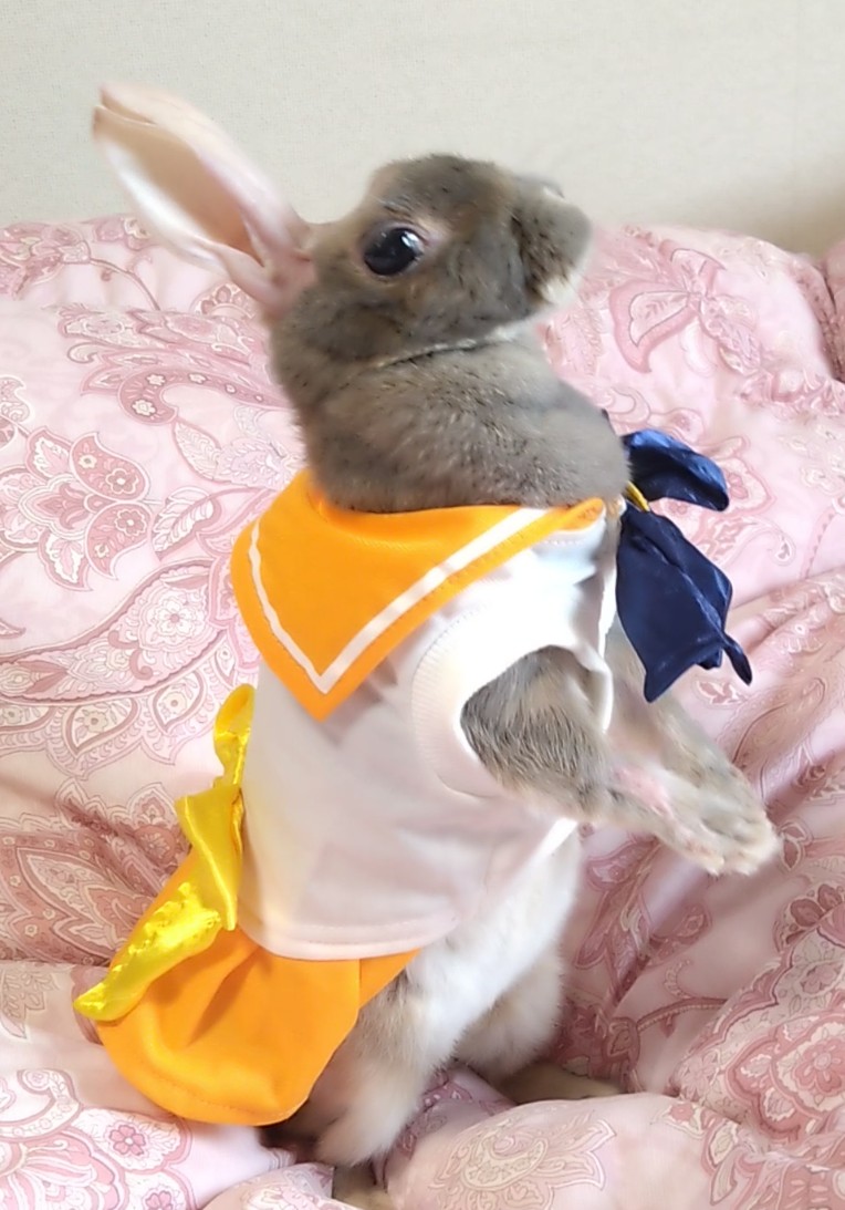 cyoko kinako(うさぎ🐰のチョコちゃん) tweet media
