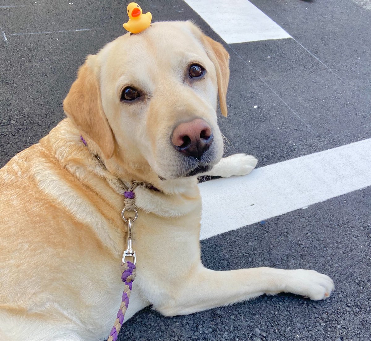 zl_vwy's tweet photo. 今日は愛犬の日
我が家のスーパーイケメンドッグをどうぞ #愛犬の日 https://t.co/zI4iBGeooc