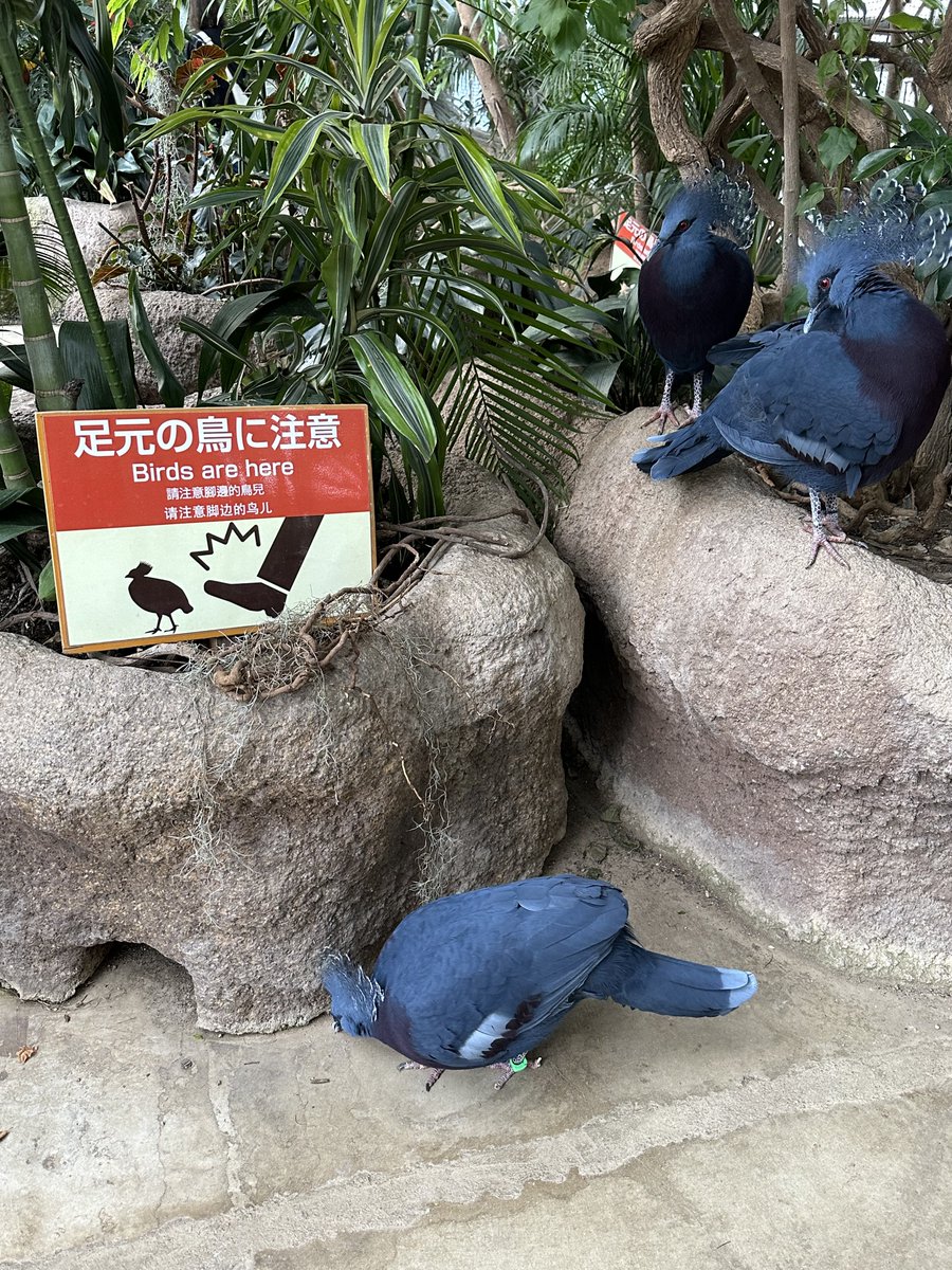久米夏生 tweet media