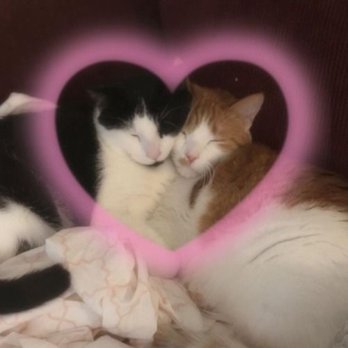 Miaw's tweet photo. https://t.co/dBDn1Eok55