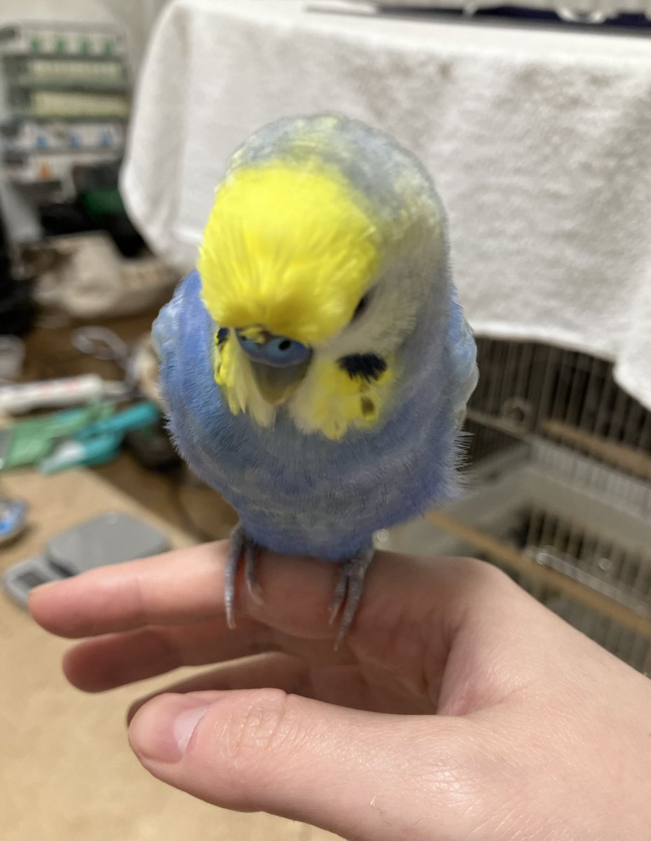 ふーちゃんとすーちゃんの顔黄色いチャンネル tweet media