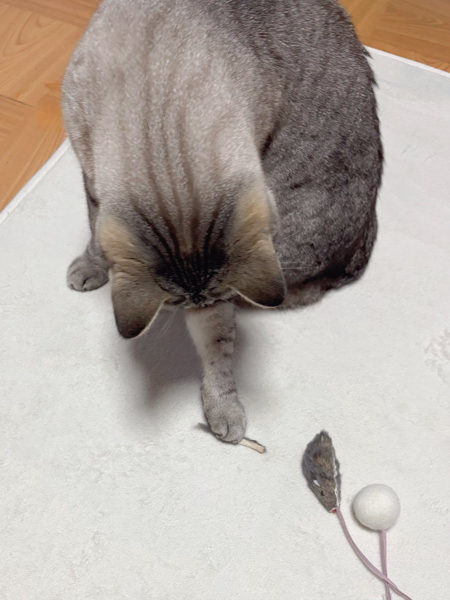 さっき買ってきたおもちゃを秒で壊したふぅちゃん 自分で壊して
