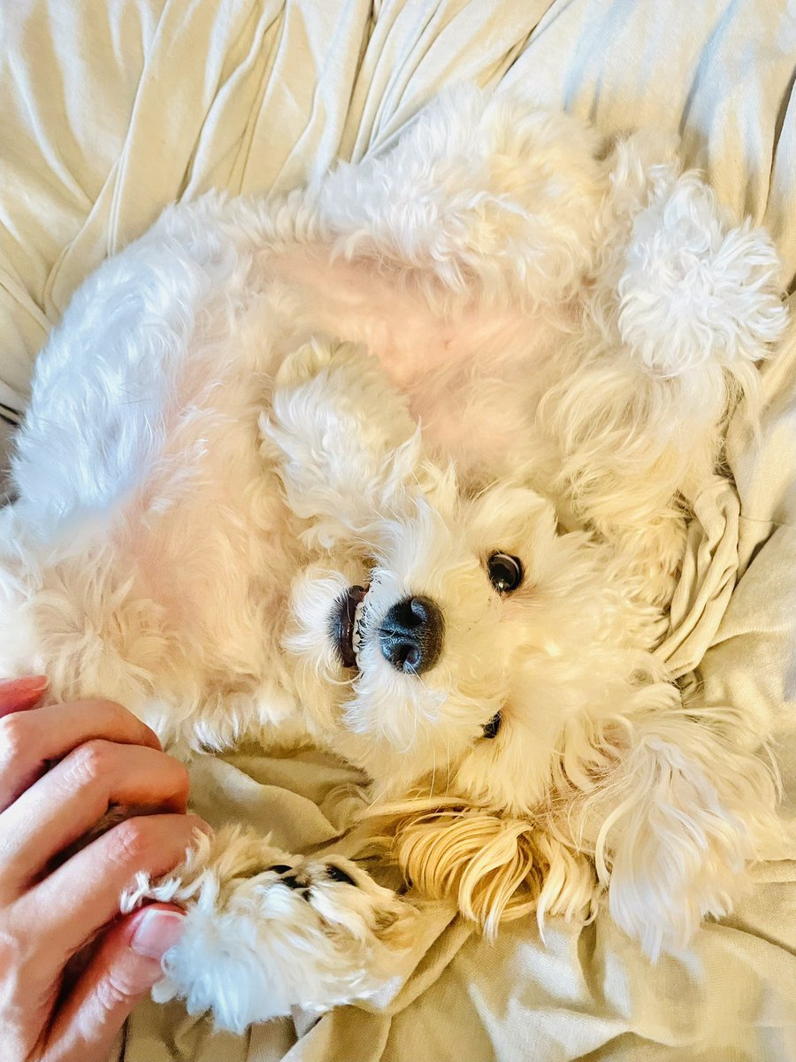 noisecube's tweet photo. #愛犬の日 https://t.co/B08dlfVtUP