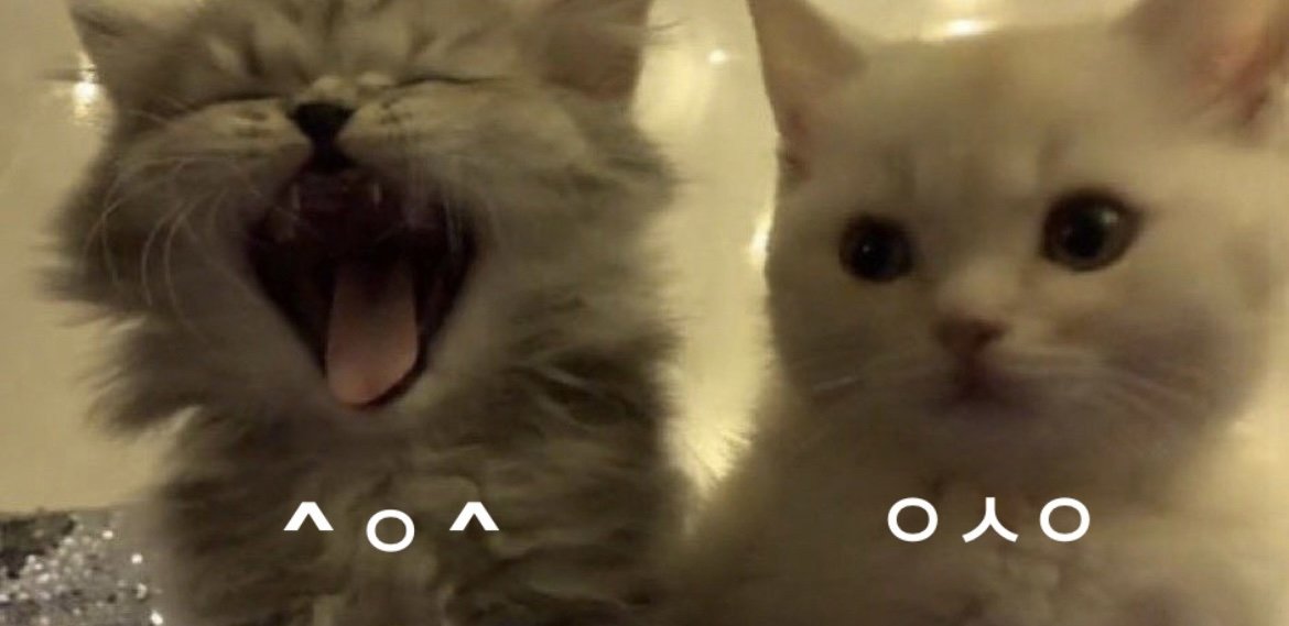 Miaw tweet media