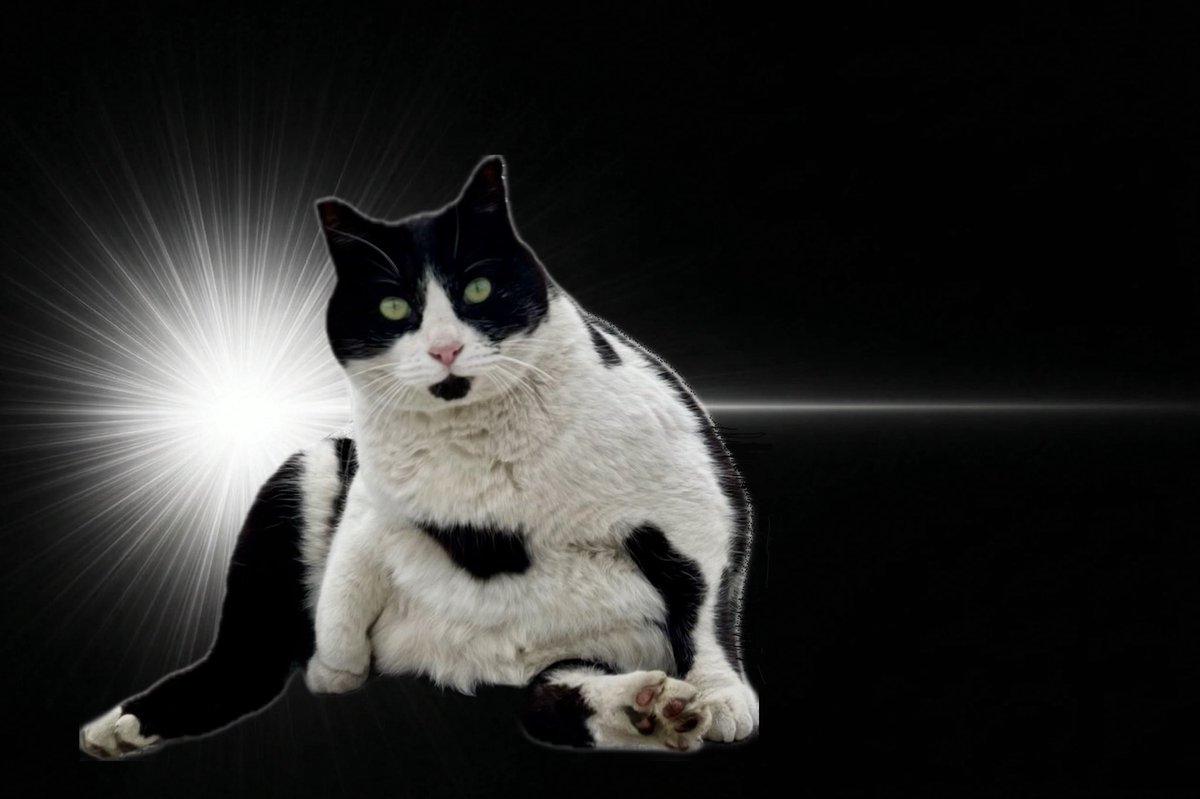 そうねこ❁⃘ページ InspirationCat
