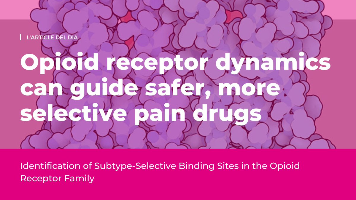 INC_UAB's tweet photo. In a study led by Dr. Jesús Giraldo, researchers combined computational methods to understand why certain drugs preferentially bind to one kind of opioid receptor over another.
Read our #articledeldia here: https://t.co/FFLnYaFugm https://t.co/ZtndPLAVwv