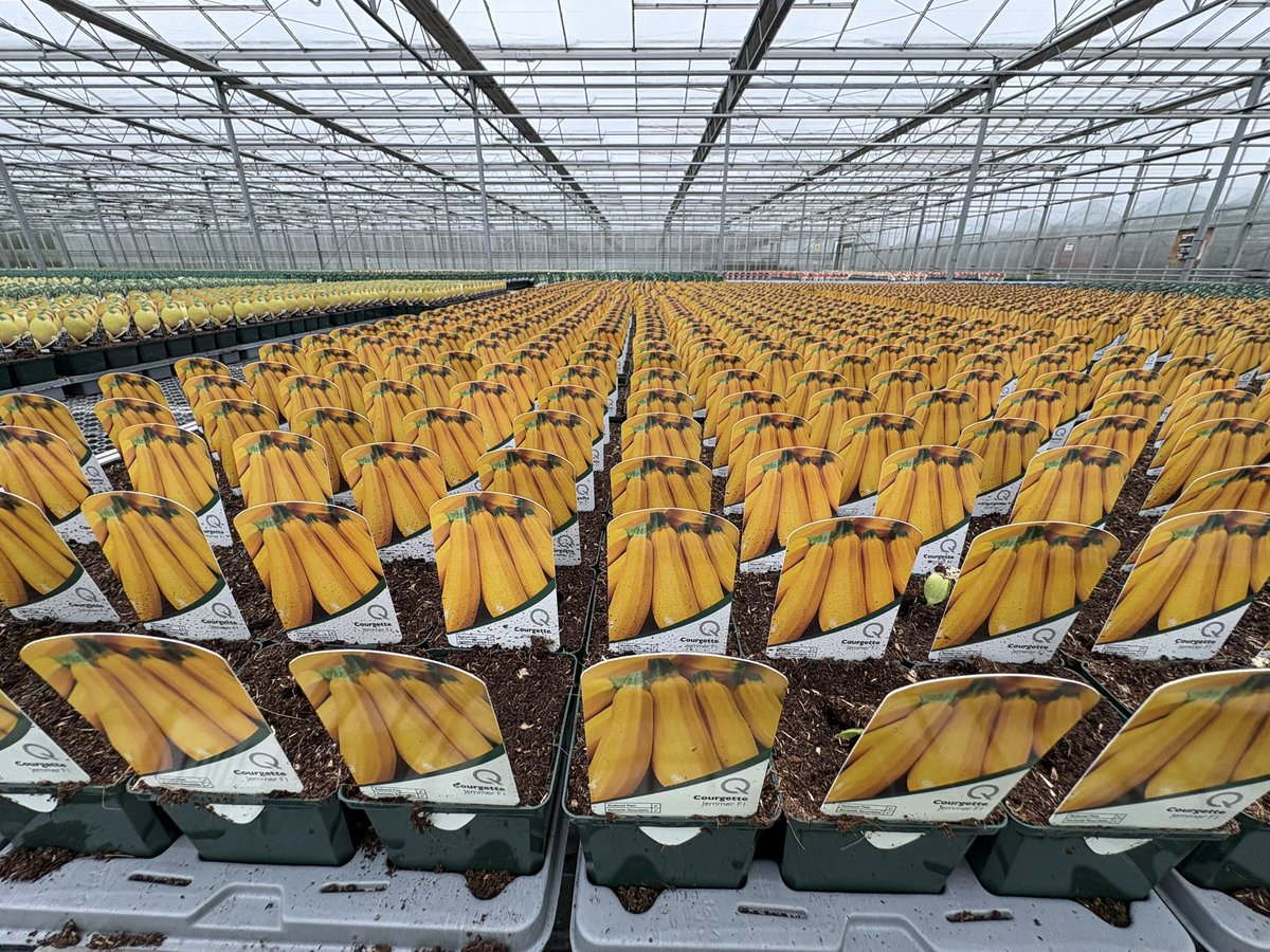 Agronomysilvers's tweet photo. Checking on Protected ornamental and courgettes this wet Wednesday morning @AgriiUK #protectedcrops https://t.co/WE7psxDIri