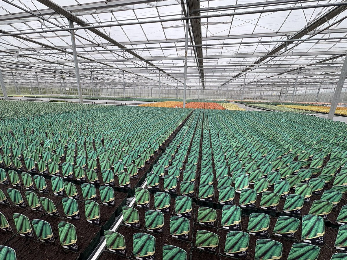 Agronomysilvers's tweet photo. Checking on Protected ornamental and courgettes this wet Wednesday morning @AgriiUK #protectedcrops https://t.co/WE7psxDIri