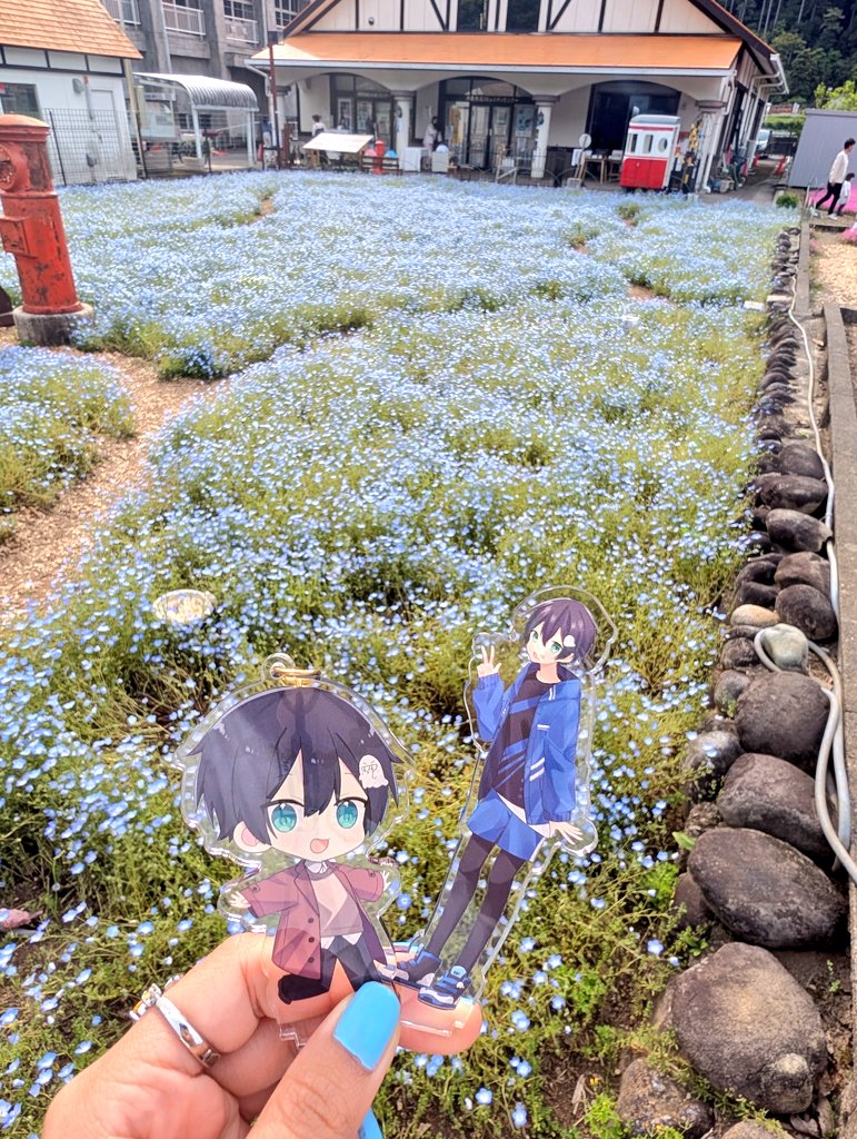 aohosiumeaka's tweet photo. 今年も綺麗なネモフィラと遭遇したので投下✨ https://t.co/yoXjEbualT
