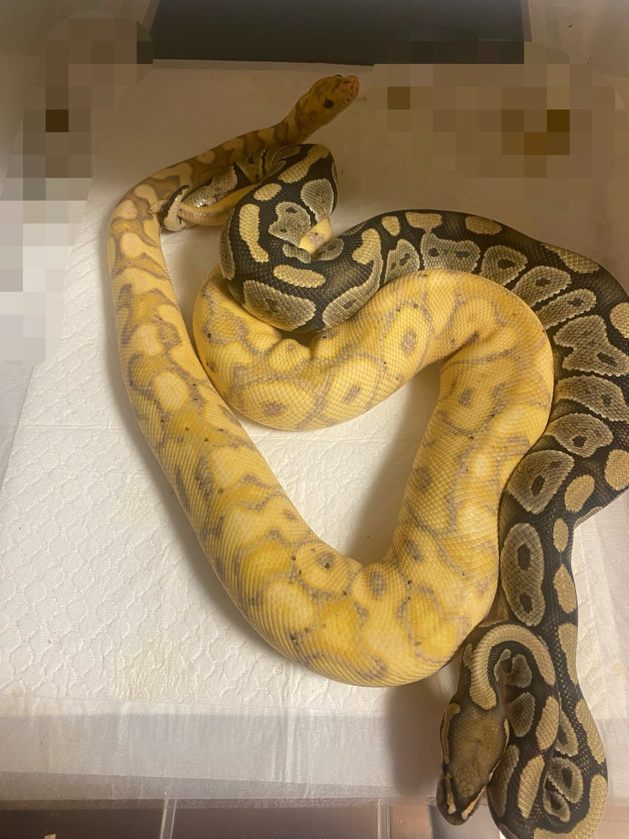 ELUNA_1115's tweet photo. Ghost（hypo）het CLOWN
（ @tess221122 ）
×
BANANA SpotNose CLOWN
（@vbp_ballpython ） https://t.co/j2HkpbtDkD
