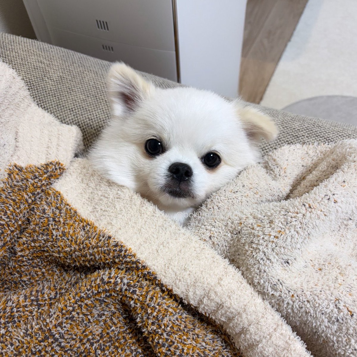 アザラシいぬ tweet media