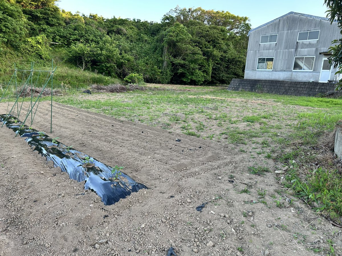 迷子のわたあめ tweet media