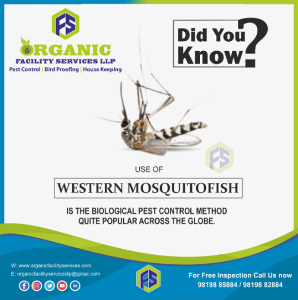 LlpOrganic's tweet photo. Mosquito Control Services for Society in Malad for Healthier Common  ..For more info visit...https://t.co/0SlGLMaScQ https://t.co/uAvVsBJY2o