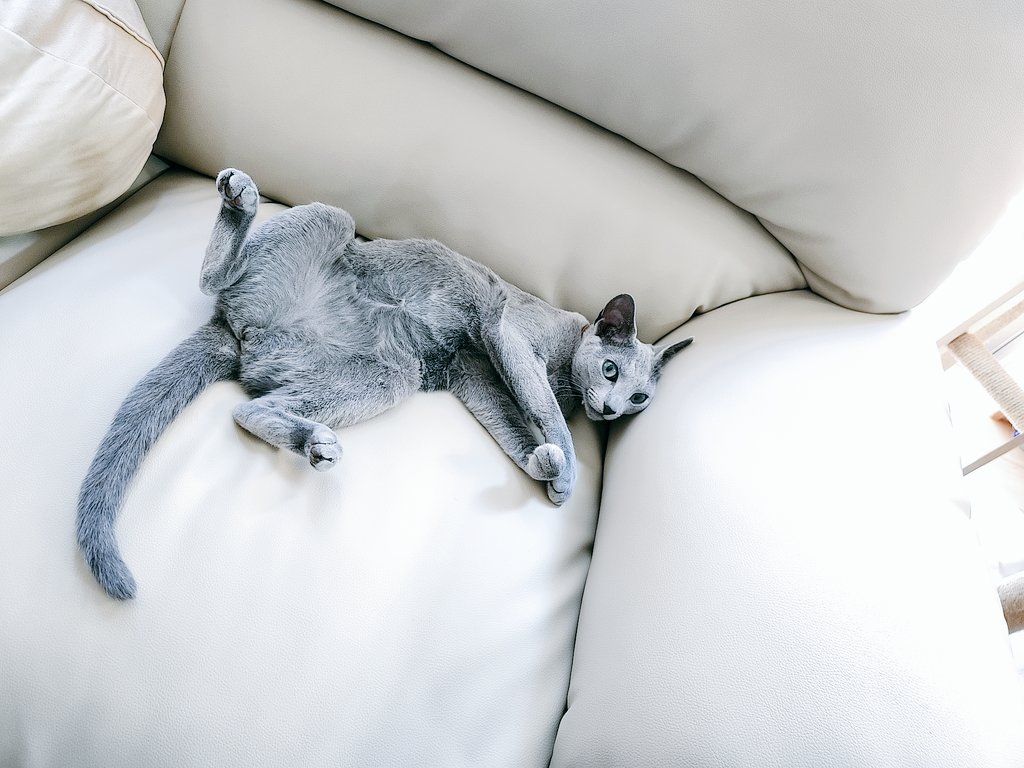 __ituka__'s tweet photo. 見せつけられてる
#猫のいる幸せ #猫のいる暮らし
#ねこかわいいね https://t.co/03N2u2YSoD