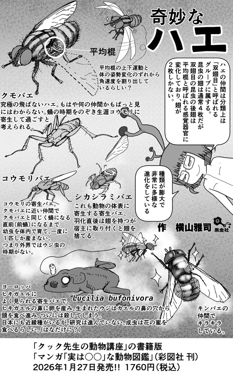 クック先生の動物講座、4p新作は現在製作中なので、再掲1p解説「奇妙なハエ」   #クック先生の動物講座 #イラスト #お絵かき 