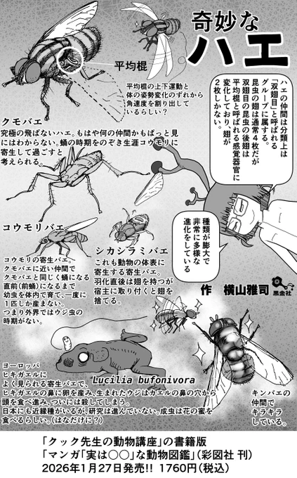 クック先生の動物講座、4p新作は現在製作中なので、再掲1p解説「奇妙なハエ」   #クック先生の動物講座 #イラスト #お絵かき 