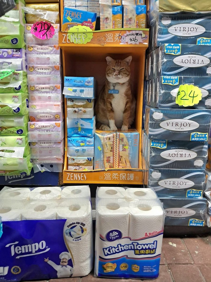 cats with jobs 🛠 tweet media