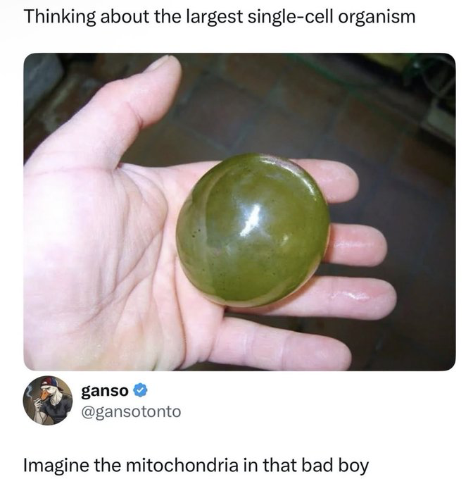 meme.jpg tweet media