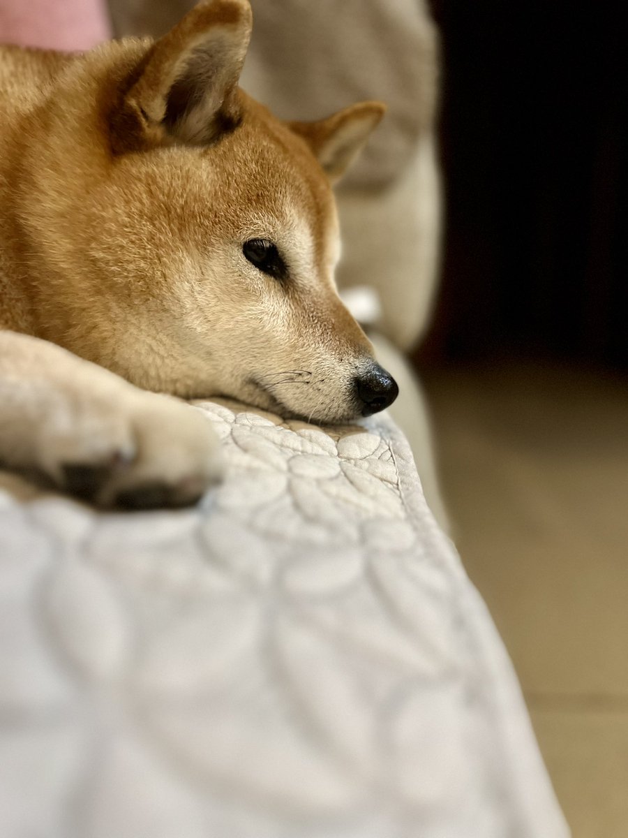 ゆず9🐾ぽんず6🐾 (@jajagi7jajagi) / Posts / X