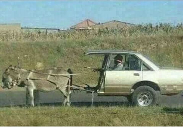 Donkey tweet media