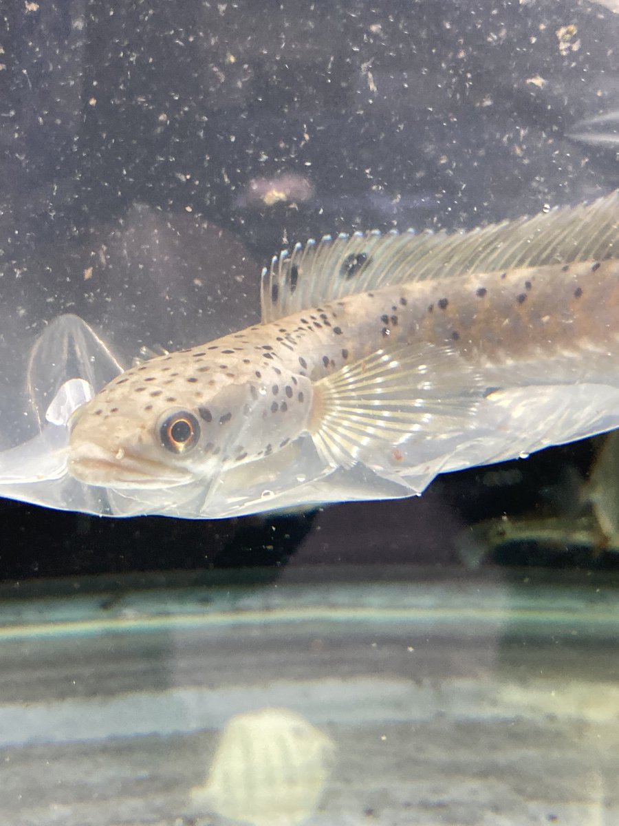 熱帯魚入荷速報2 シルバーアロワナ 15〜20cm スーパーブルームーン 