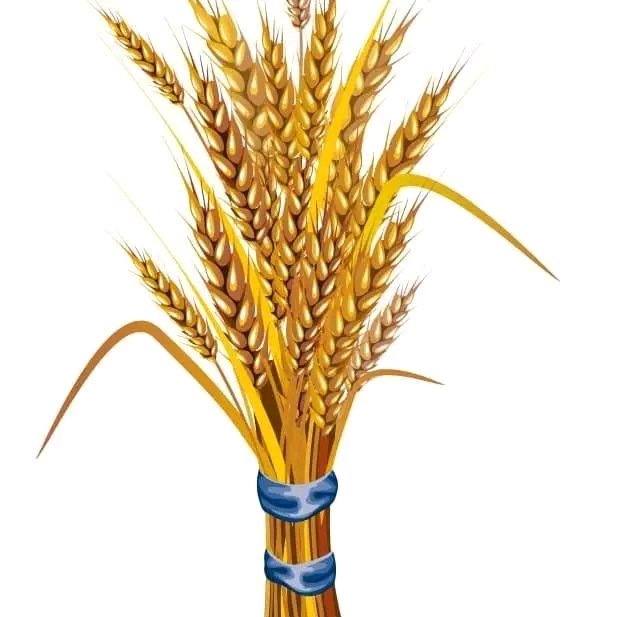 Eng Giduma Nemera tweet media