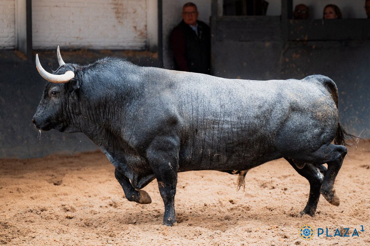Plaza de Las Ventas tweet media