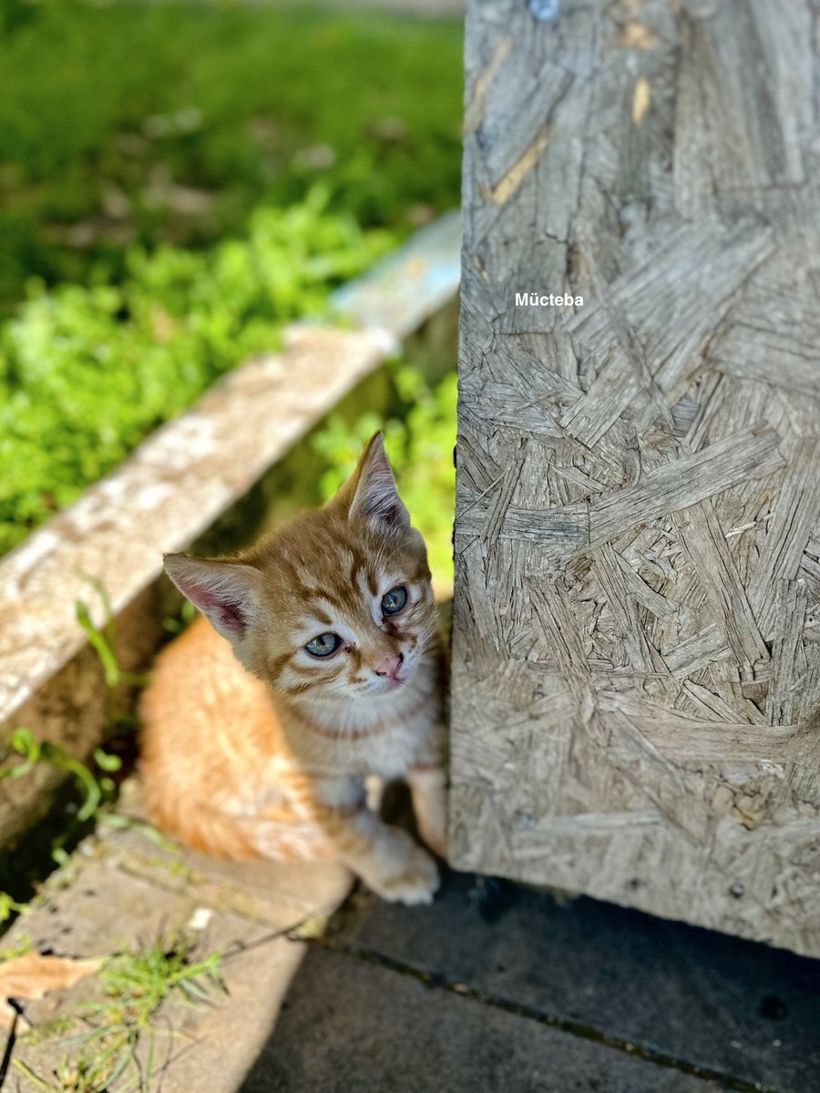 Mücteba 𓂆 tweet media