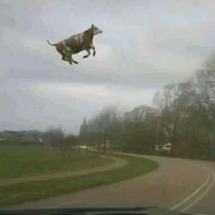 Donkey tweet media