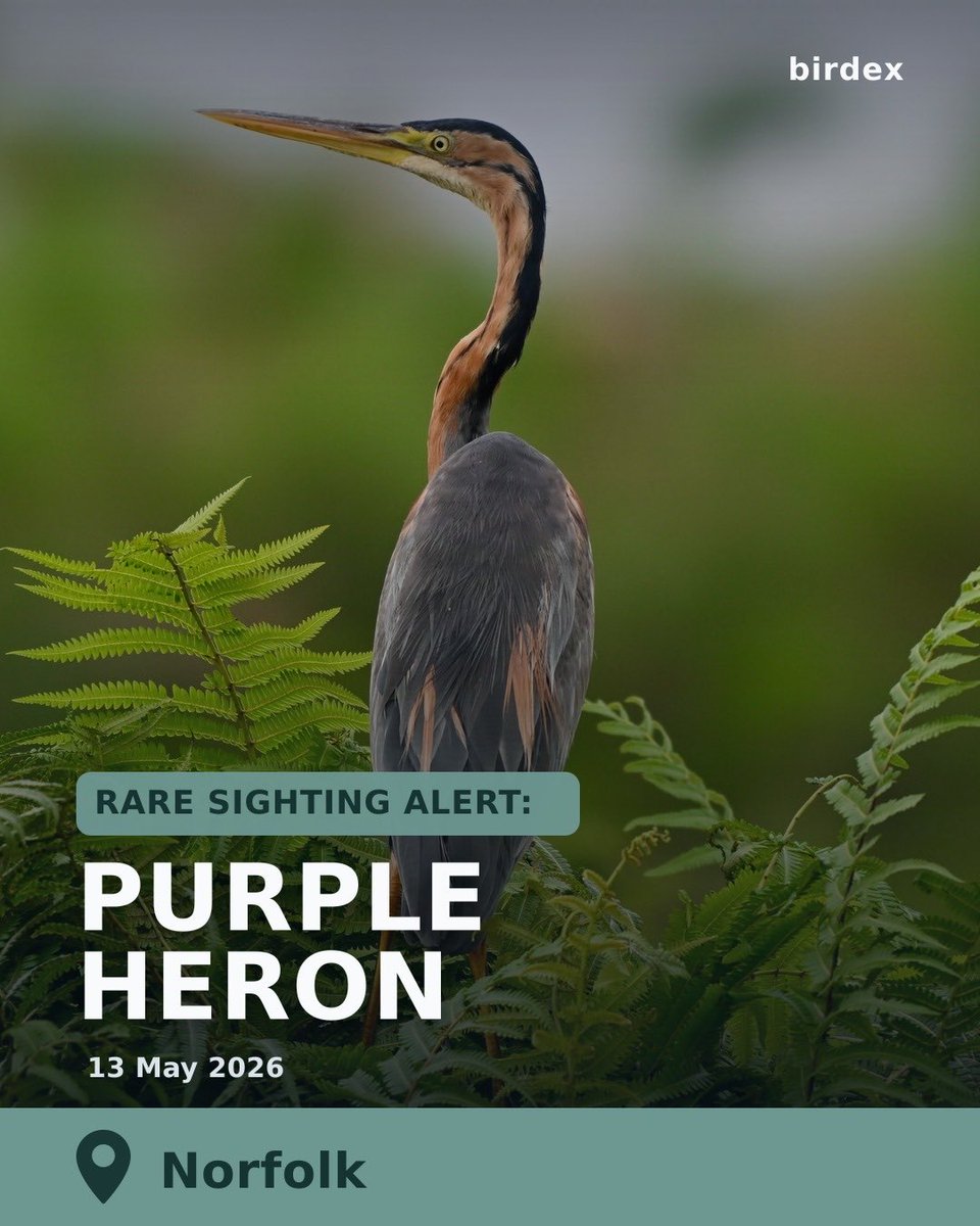 birdex_app's tweet photo. 🚨Rare Bird Alert: Purple Heron
📍Location: Nunnery Lakes BTO Reserve, Norfolk, East England
📅 Date: 13 May 2026
Download Birdex to find rare birds near you￼ https://t.co/8Bul4RwjlX