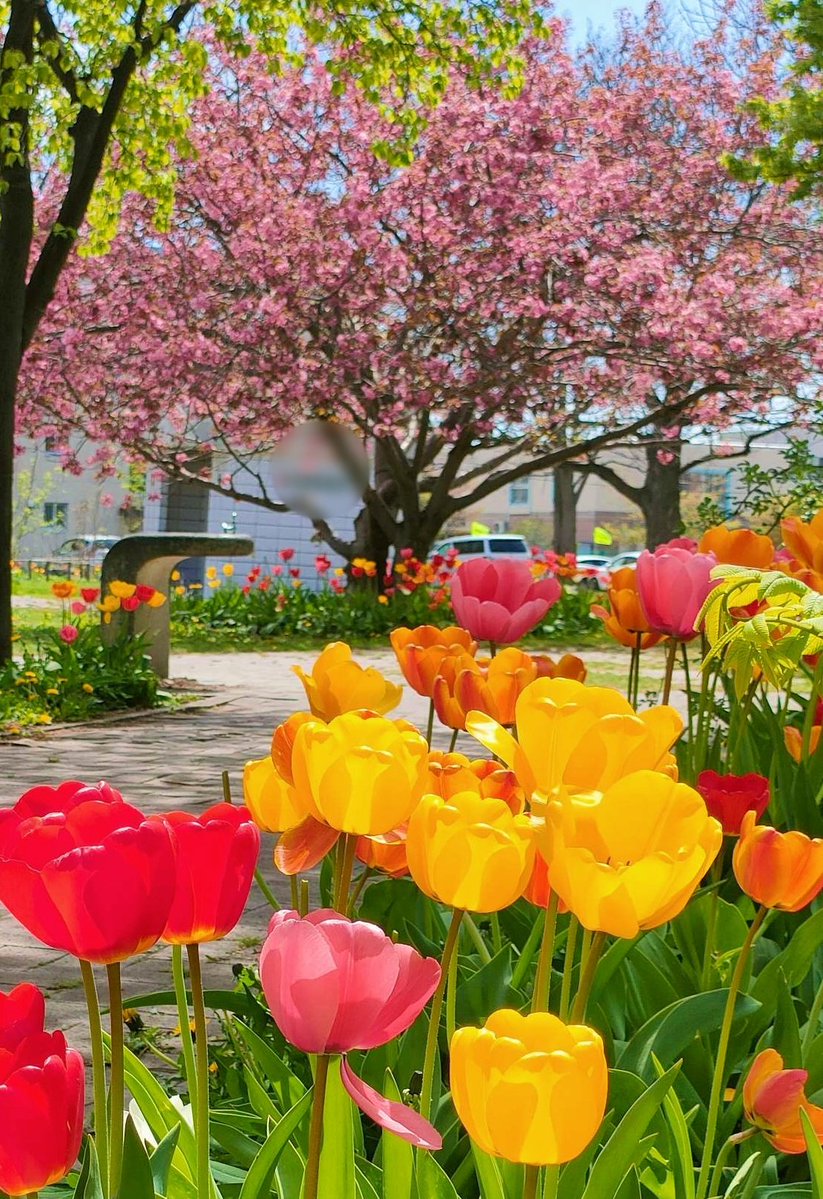 八重桜 #チューリップ 🌸🌷🐻🌸🌷🐻🌸🌷 #北海道 八重桜🌸も