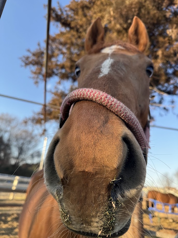 お馬さん お馬さんのお口どアップどうぞ🌰