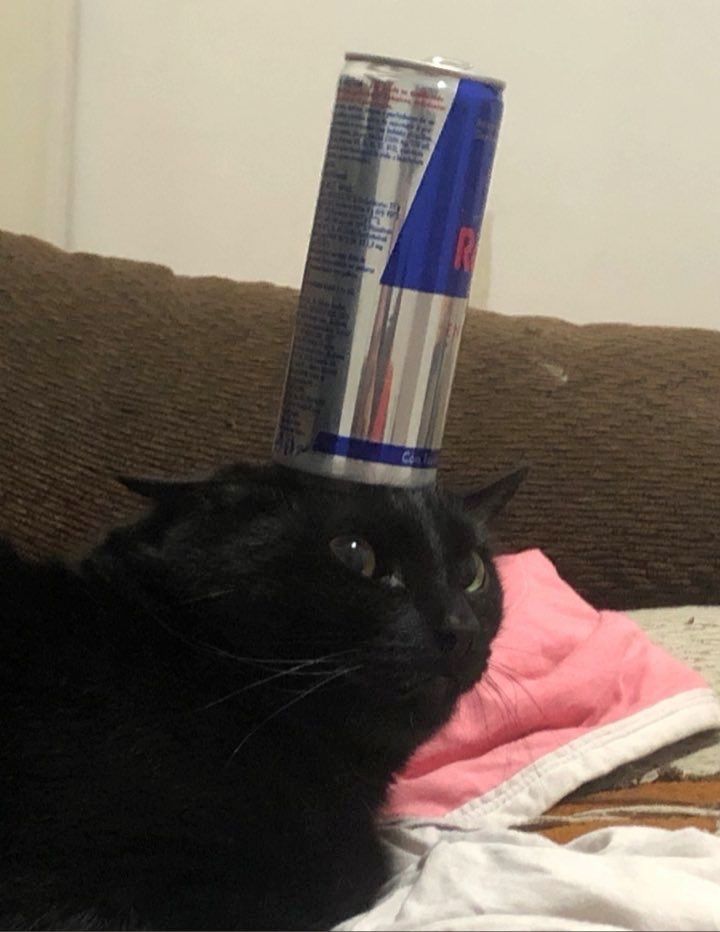Black cats are not bad luck tweet media