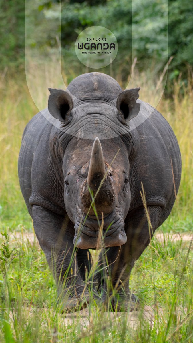 ExploreUganda's tweet photo. 11:11 ✨

Your midweek phone screen refresh is here.

Set it up🔥

#WallpaperWednesday | #ExploreUganda https://t.co/VN81C1teS6