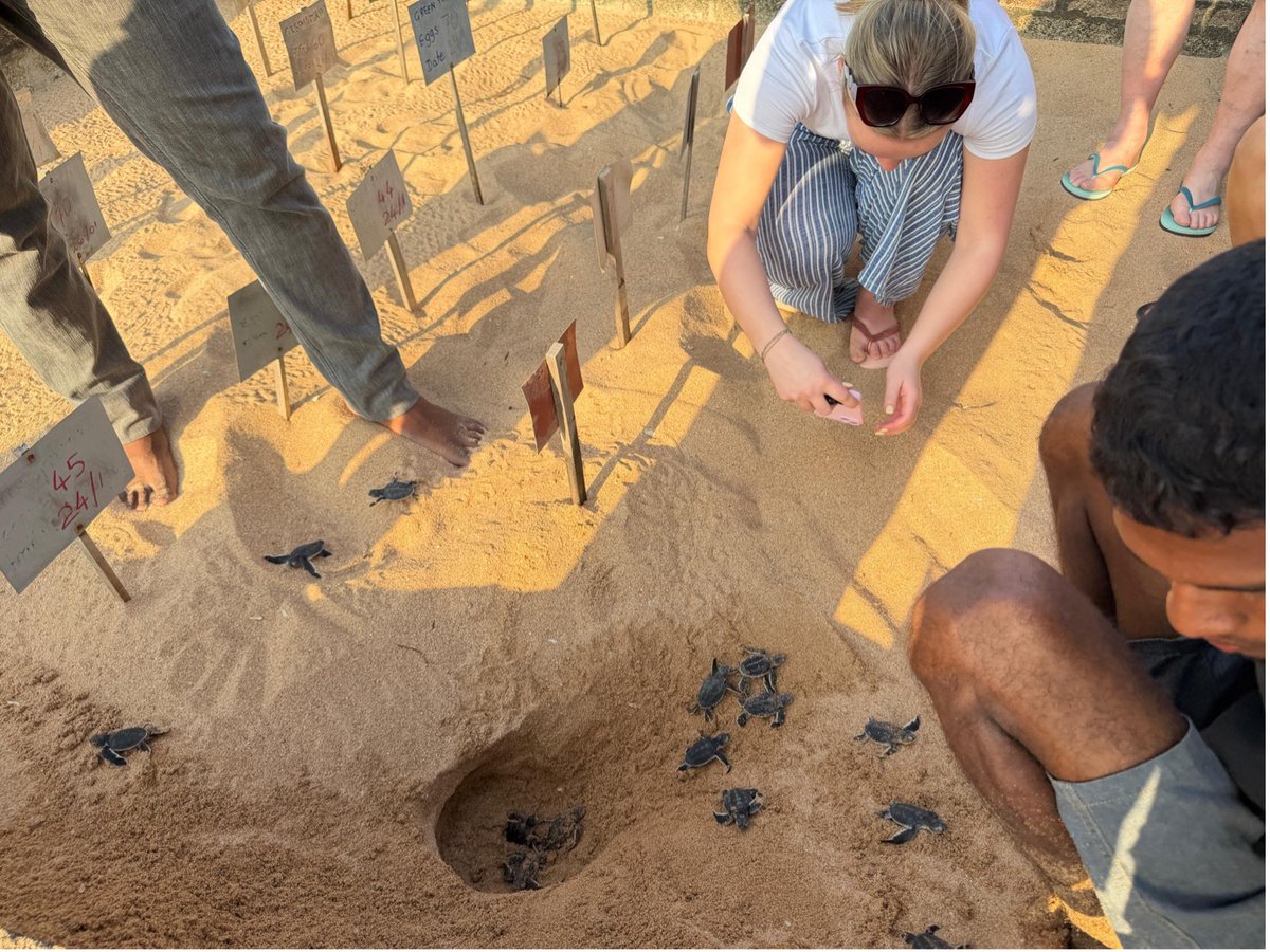 CiscoUKI's tweet photo. Using yearly time available for volunteering causes, these Cisco employees boosted sea turtles hatchling survival rates 10x at a Sri Lanka sanctuary: https://t.co/XCyt8I0ce9 https://t.co/N69QezzFAB