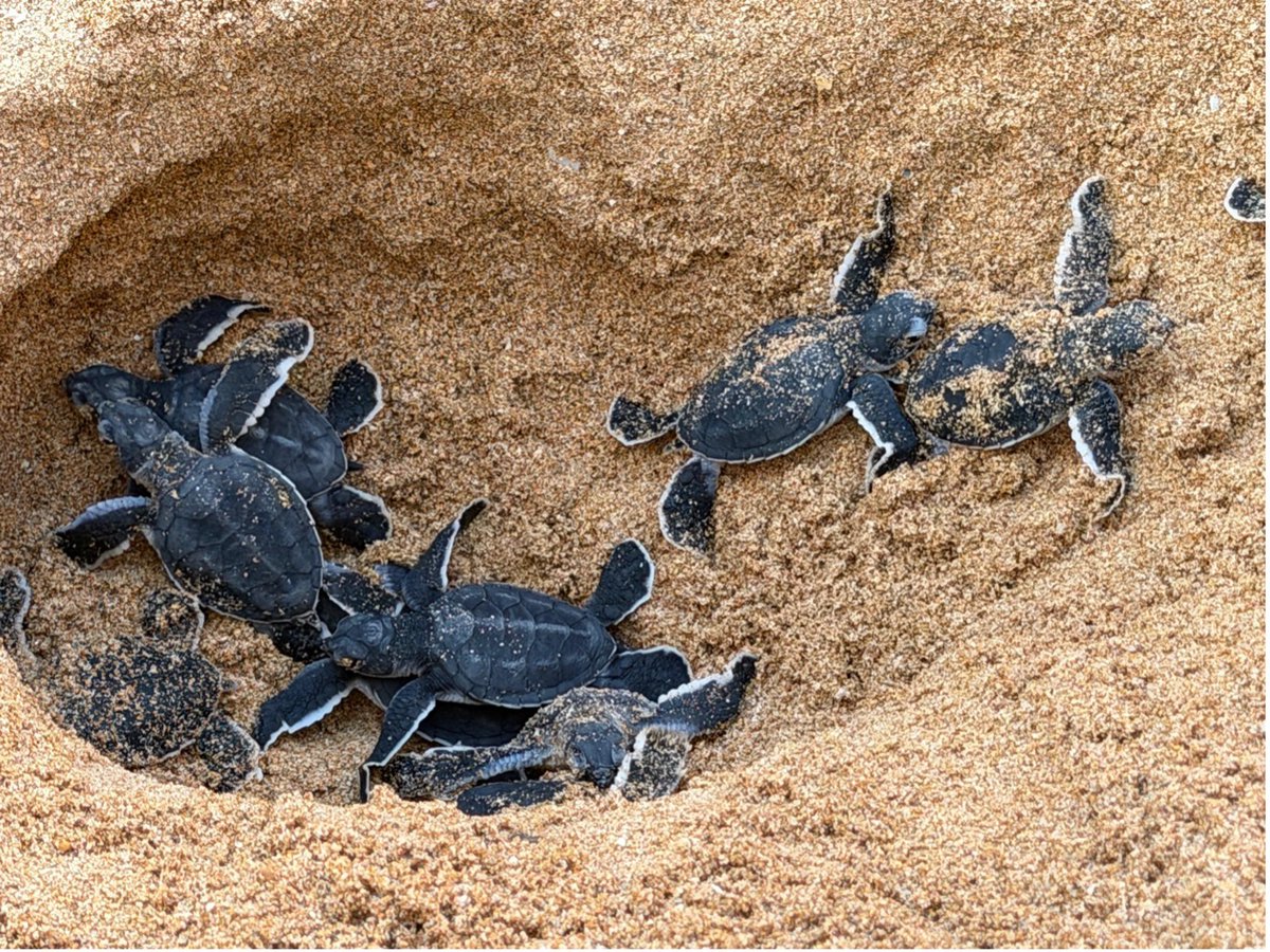CiscoUKI's tweet photo. Using yearly time available for volunteering causes, these Cisco employees boosted sea turtles hatchling survival rates 10x at a Sri Lanka sanctuary: https://t.co/XCyt8I0ce9 https://t.co/N69QezzFAB